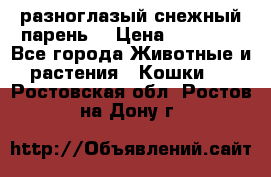 разноглазый снежный парень. › Цена ­ 10 000 - Все города Животные и растения » Кошки   . Ростовская обл.,Ростов-на-Дону г.